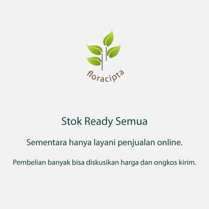 Bibit Tanaman Anggur Hijau Bibit Pohon Anggur Hijau Pohon Buah Anggur Hijau Oxy