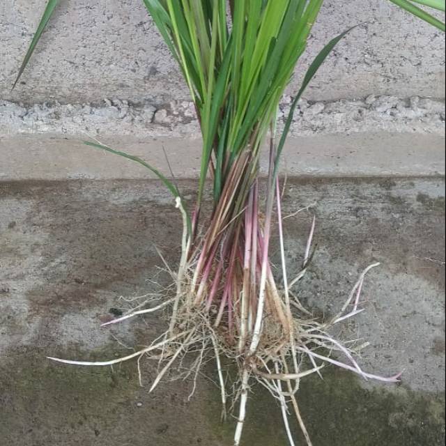 

AKAR ALANG ALANG FRESH