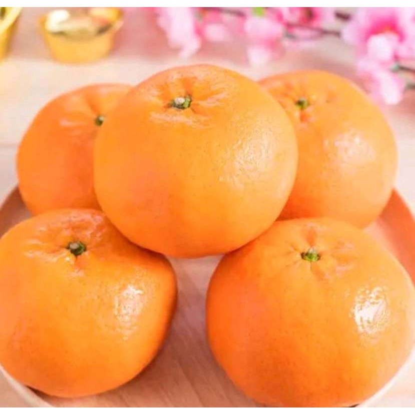 

Jeruk wokam RRC Fresh Manis 1 kg