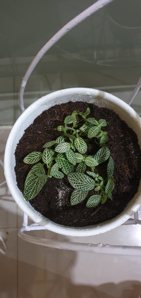 Tanaman / Tanaman Hias / Tanaman Gantung / Tanaman Aquascape / Tanaman Aglonema / Tanaman Asli