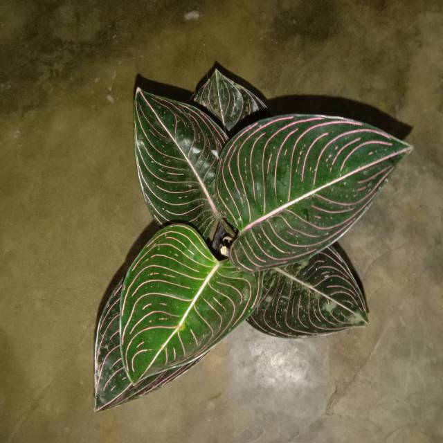 Aglonema rotundum Aceh yang dewasa