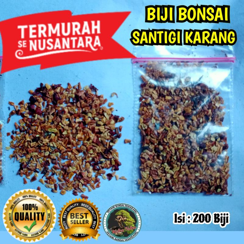 Biji Bonsai SANTIGI karang.Santigi Bonsai Indonesia