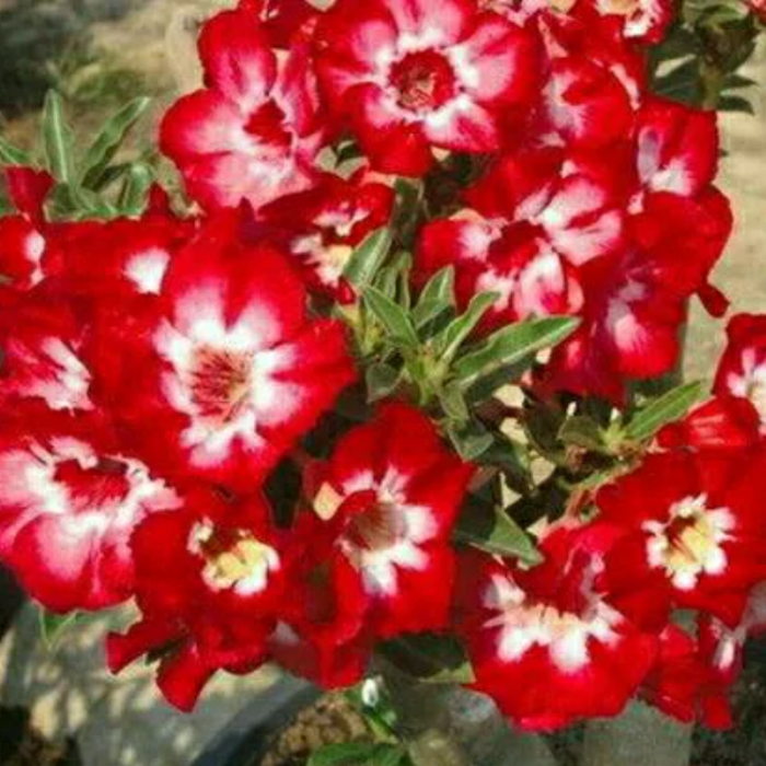 

bibit bunga kamboja jepang merah adenium adhenium triple