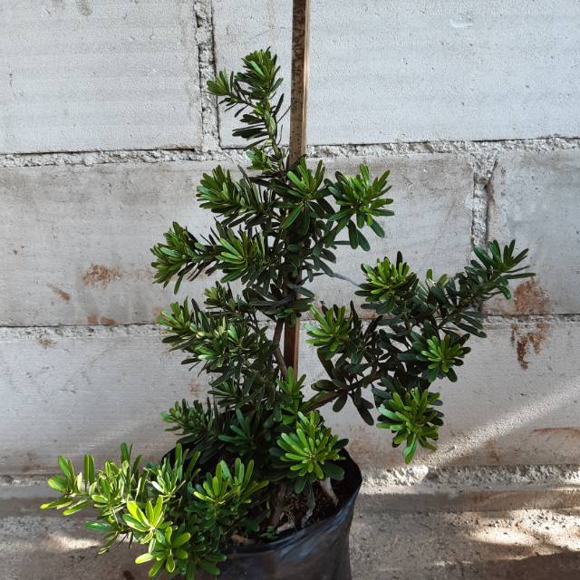 Bahan bonsai lohansung cincuan tinggi 30-45cm - bibit bonsai am taman