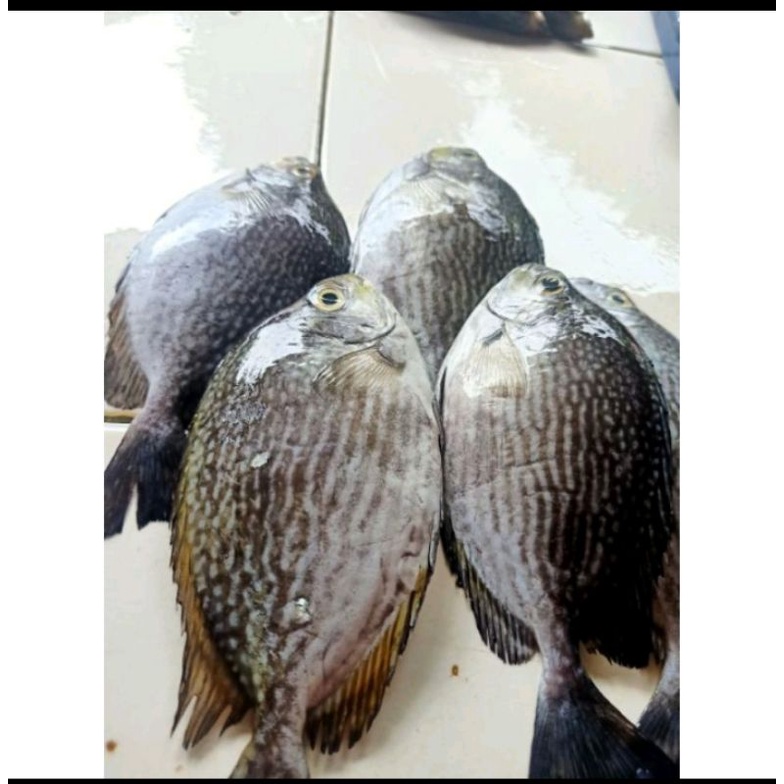 

IKAN BRONANG UKURAN BESAR KAK per 1000gr kak