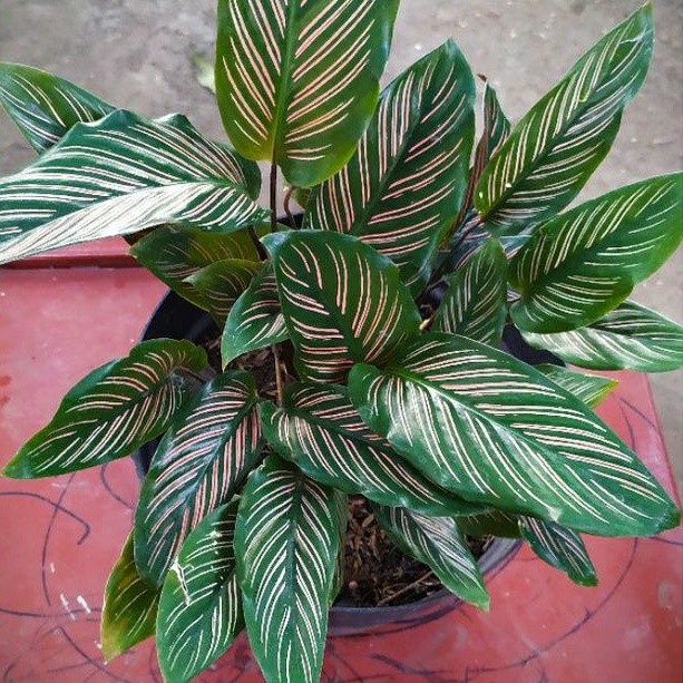 Tanaman Daun Calathea Sisir Majestica Roseo Lineata bergaransi