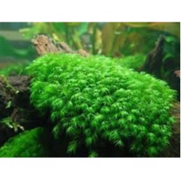 MOSS FISIDEN FISSIDEN TANAMAN LUMUT AQUASCAPE