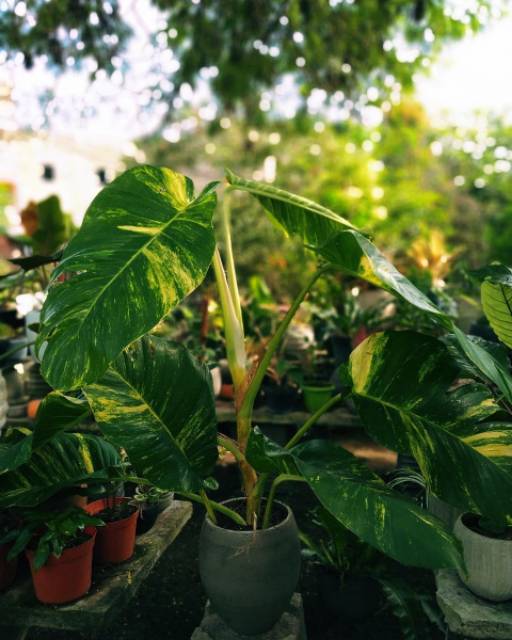 Tanaman Hias Philodendron Monstera Epipremnum Aureum Sirih Gading Kuning Jumbo Shopee Indonesia