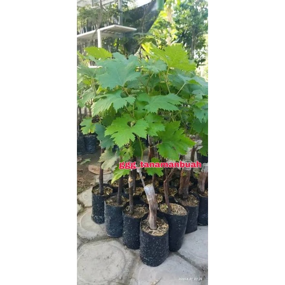 Bibit Anggur Import Pink Husain Grafting Cepat Berbuah