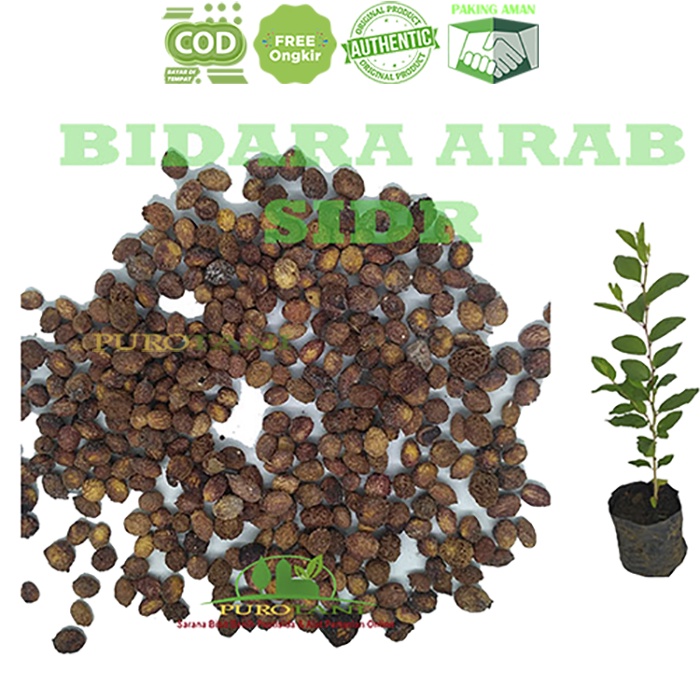 Biji Benih Bidara Arab Asli 1 KG