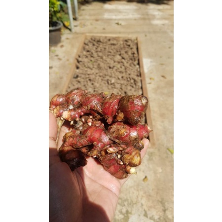 

JAHE MERAH ASLI