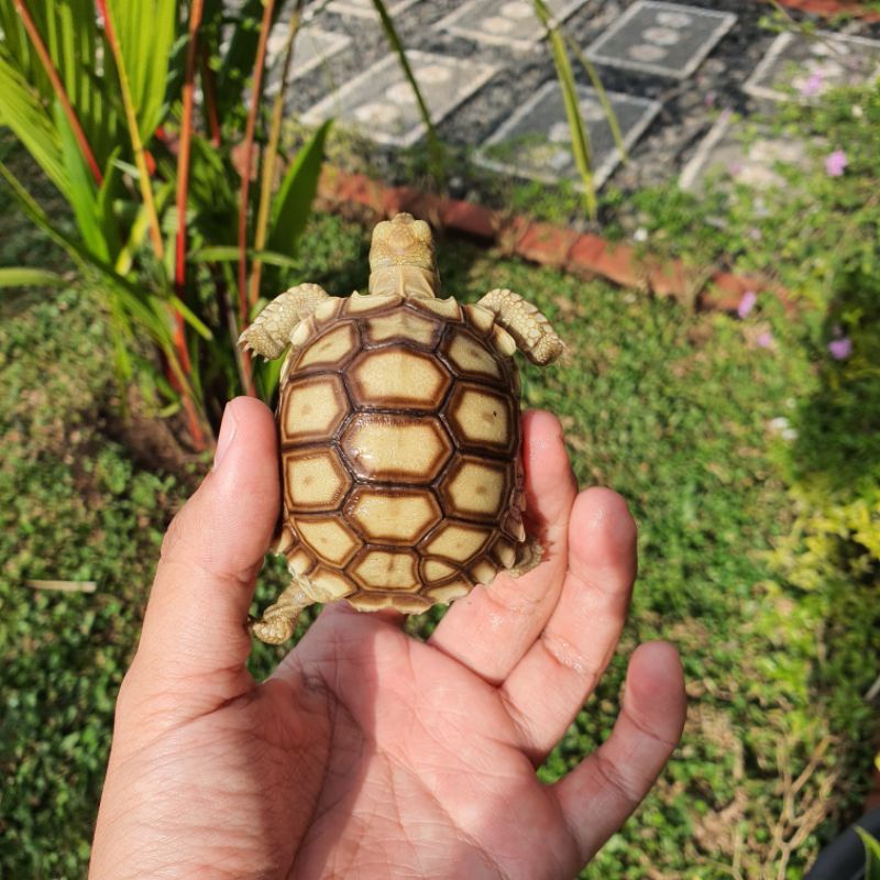 Sulcata antik dan unik 2 ekor + 2 lampu + free pelet 250gr