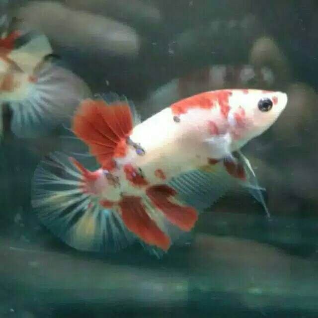 Anakan burayak ikan cupang emerald nemo multicolour yellow base galaxy