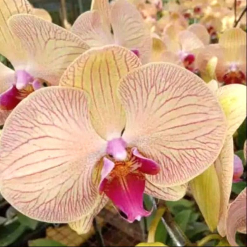 Pohon Anggrek Bulan Bunga Orange Garis Dewasa Siap Spike