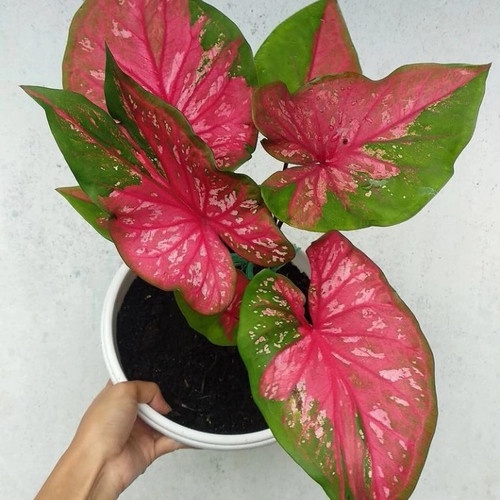 TANAMAN HIAS CALADIUM RED CLONE KELADI RED CLONE