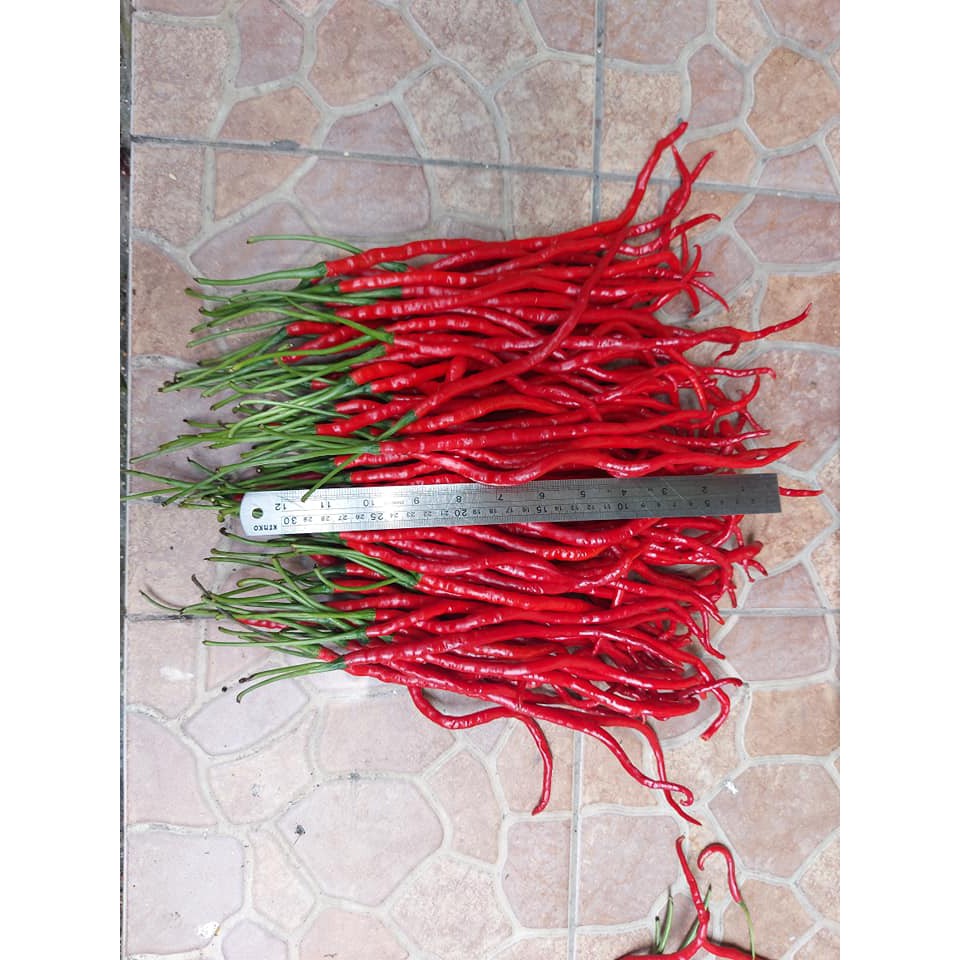 Benih Bibit Biji - Cabai Thunder Mountain Longhorn Pepper Seeds (Cabe Terpanjang di Dunia) Pepper Seeds