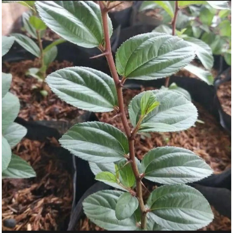 bibit bidara arab daun bidara arab asli murah