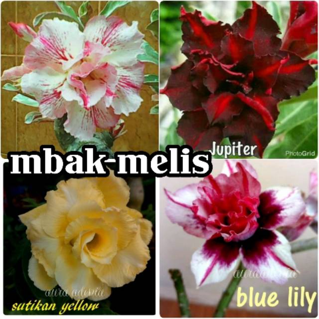 Paket 4 Jenis Bunga Kamboja Adenium Warna Terkini Cantik Nan Unik Shopee Indonesia