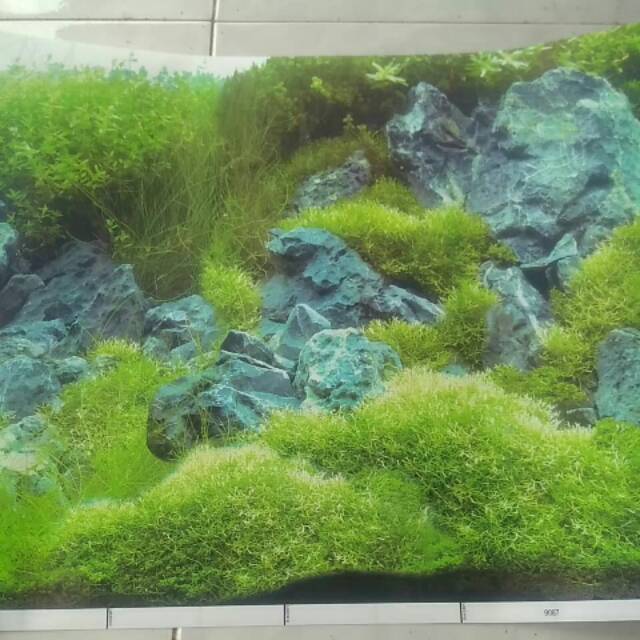 Background gambar belakang Aquarium