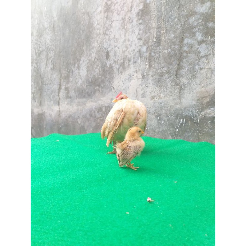 

Ayam Serama usia 1 - 3 Bulan