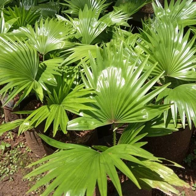 tanaman hias palem indoor