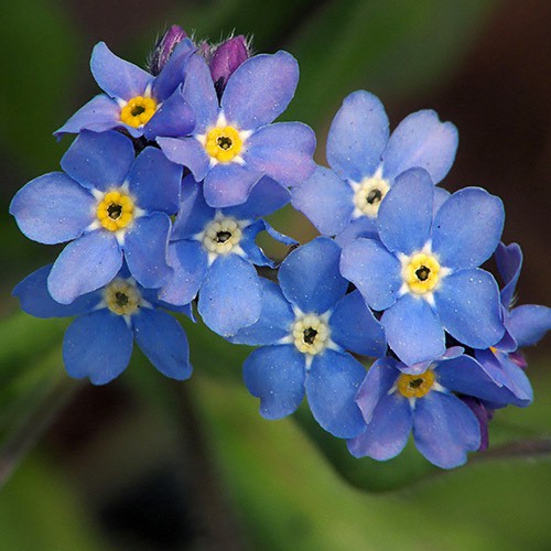 Benih-Bibit Bunga Forget Me Not (Haira Seed)