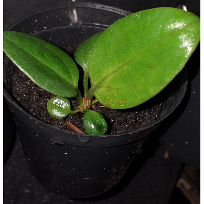 Bibit Anakan Anturium / Jemani Mangkok MK Daun Oval