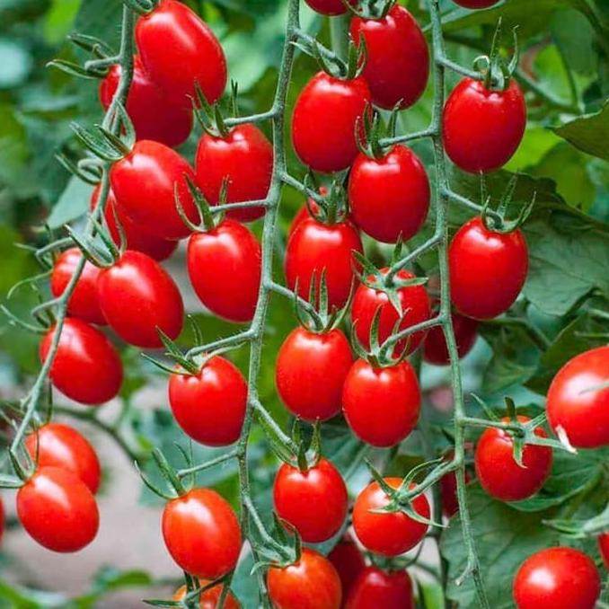 Pupuk Plante Sayur Buah Cabe Tomat Kacang Panjang Dll Pupuk Npk Tablet