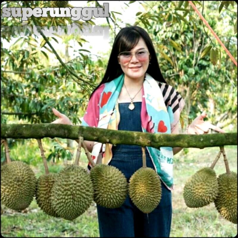 Bibit Durian Musangking Unggul Dan Murah