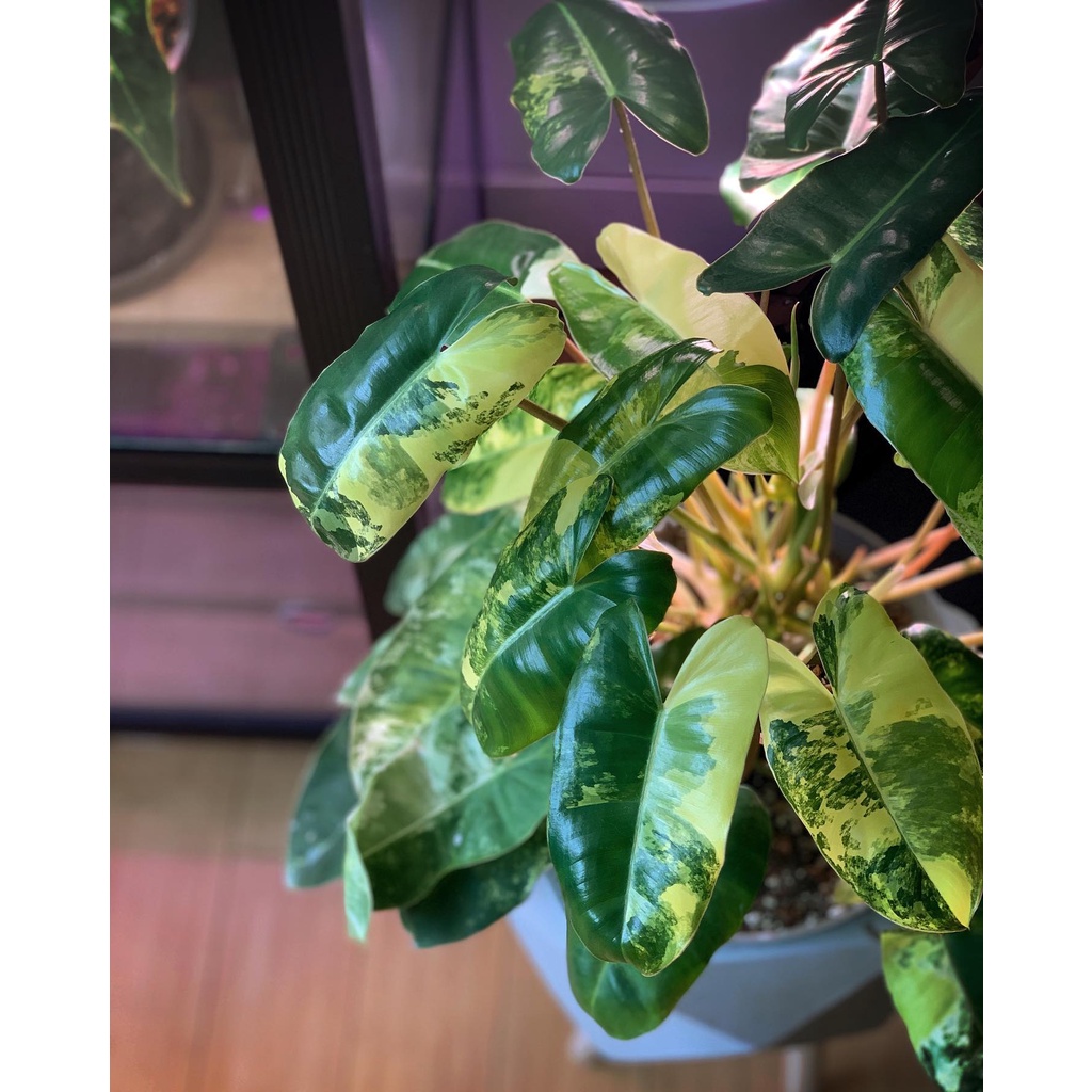 Philodendron Burle Marx