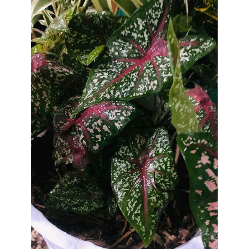 keladi red star caladium