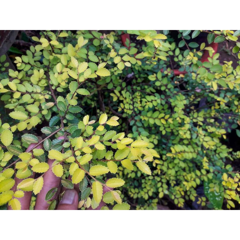 Bibit bonsai ulmus golden micro