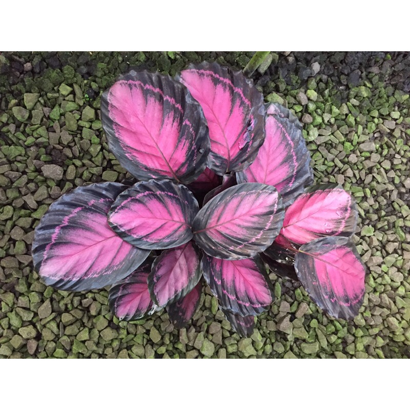 Calathea Crimson rimbun