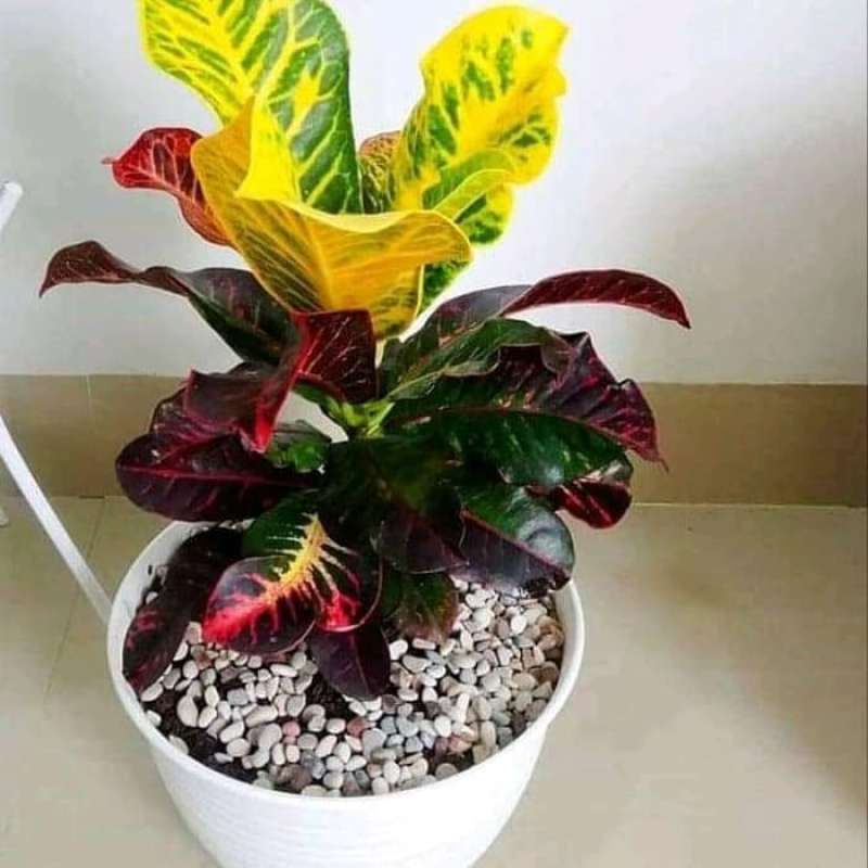 bibit tanaman puring kura kura