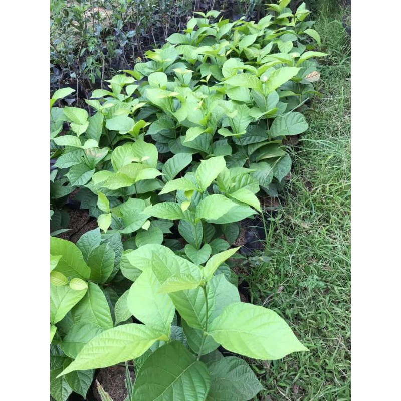 bibit kesemek jepang