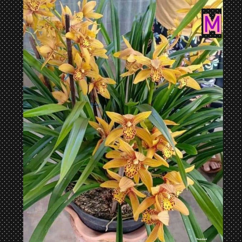 Cymbidium Australia Chen Ruby Dewasa
