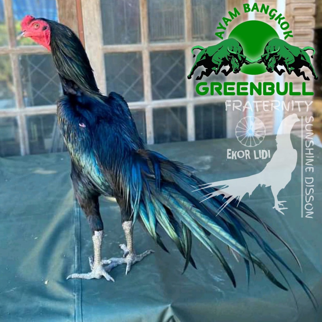 ayam bangkok ekor lidi hitam telur super greenbull