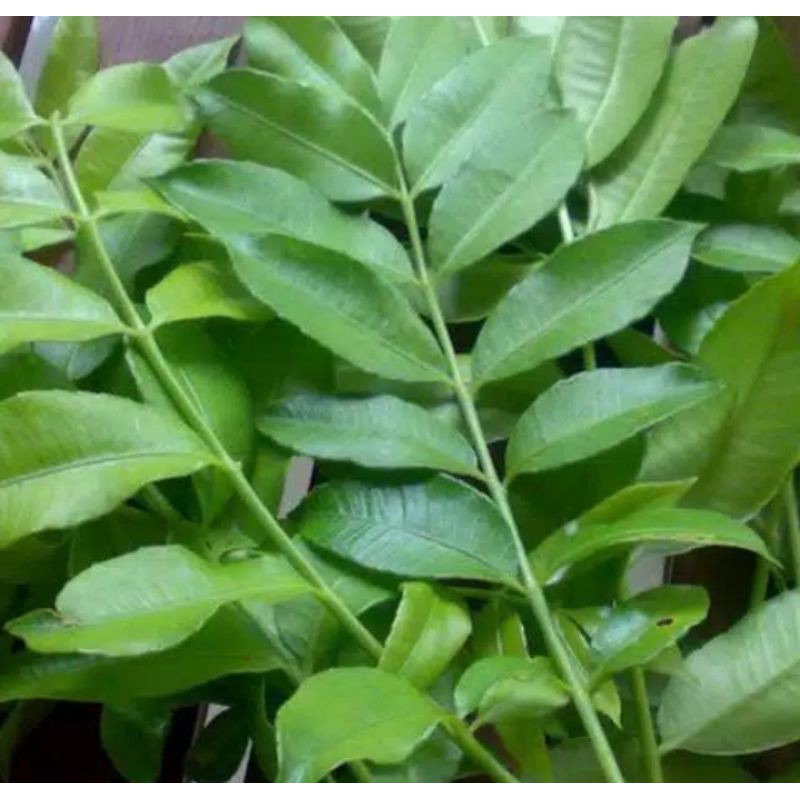 

Daun Ke Dong Dong Fres 250Gram