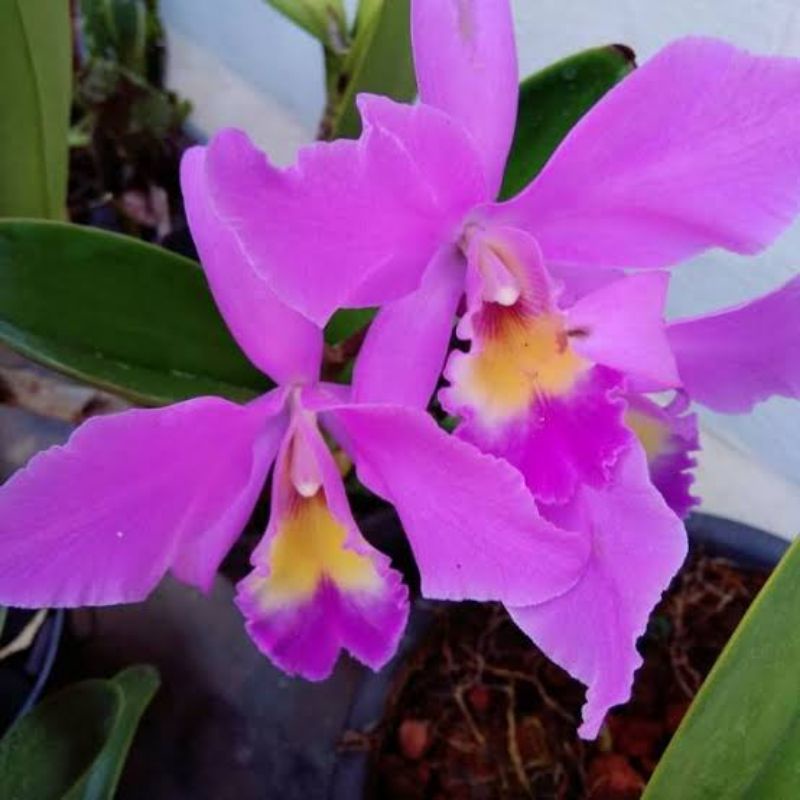 Anggrek Cattleya mantin dewasa