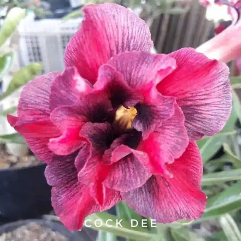 

PROMO!!! adenium bunga tumpuk cook de bibit