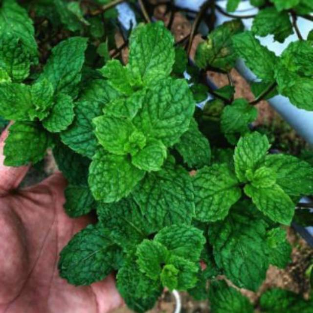 Bibit Mint / Papermint