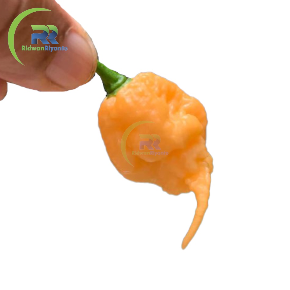 BIJI Benih Cabai CAROLINA REAPER PEACH Cabe Terpedas Nomor 1 di Dunia Versi Guinness World Record