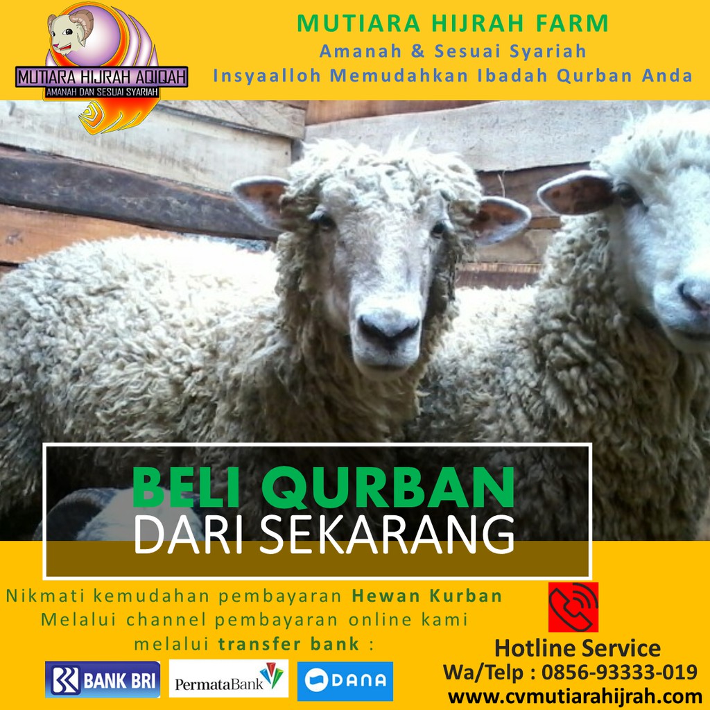 Domba Kambing Qurban 2020 Bogor Depok Jabodetabek Shopee Indonesia