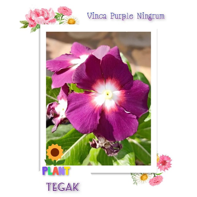 Plant - Bunga Hidup Vinca Purple Ningrum - Ungu - Sudah Berbunga Rimbun