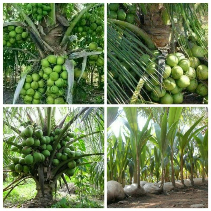 Bibit kelapa hibrida / kelapa hibrida hijau / bibit unggul berkualitas