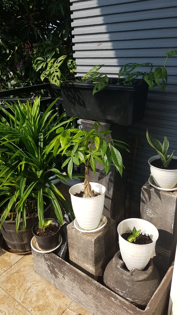 Bibit Pohon Alpukat Mentega