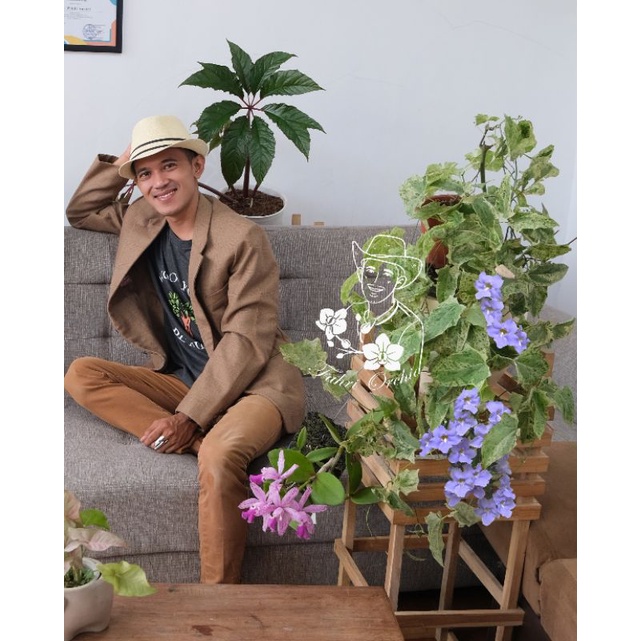 Thunbergia  Grandiflora Variegata