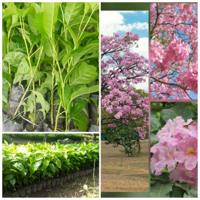 Bibit Tanaman Pohon Bunga Tabebuya - Sakura Indonesia