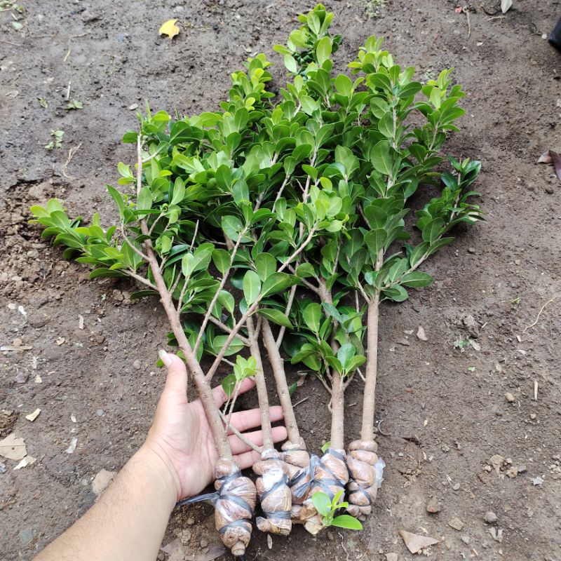 bonsai beringin kompakta isi 5 batang subur dan rimbun