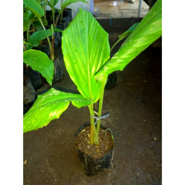 

Kunyit hitam/black gingger